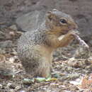 Image of Lesser Tropical Ground Squirel