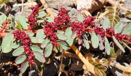 Слика од Euphorbia anthonyi Brandegee