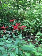 Image of scarlet beebalm