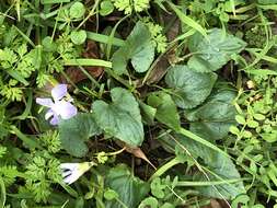 Image of Langlois' Violet