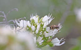 Image of Eucera gracilipes Pérez 1895