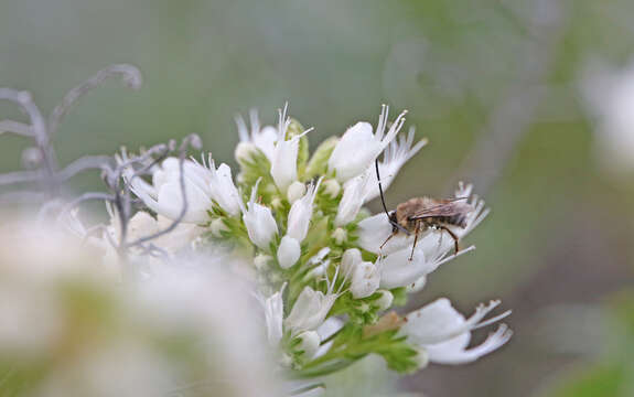 Слика од Eucera gracilipes Pérez 1895