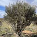 Plancia ëd Hakea francisiana F. Müll.