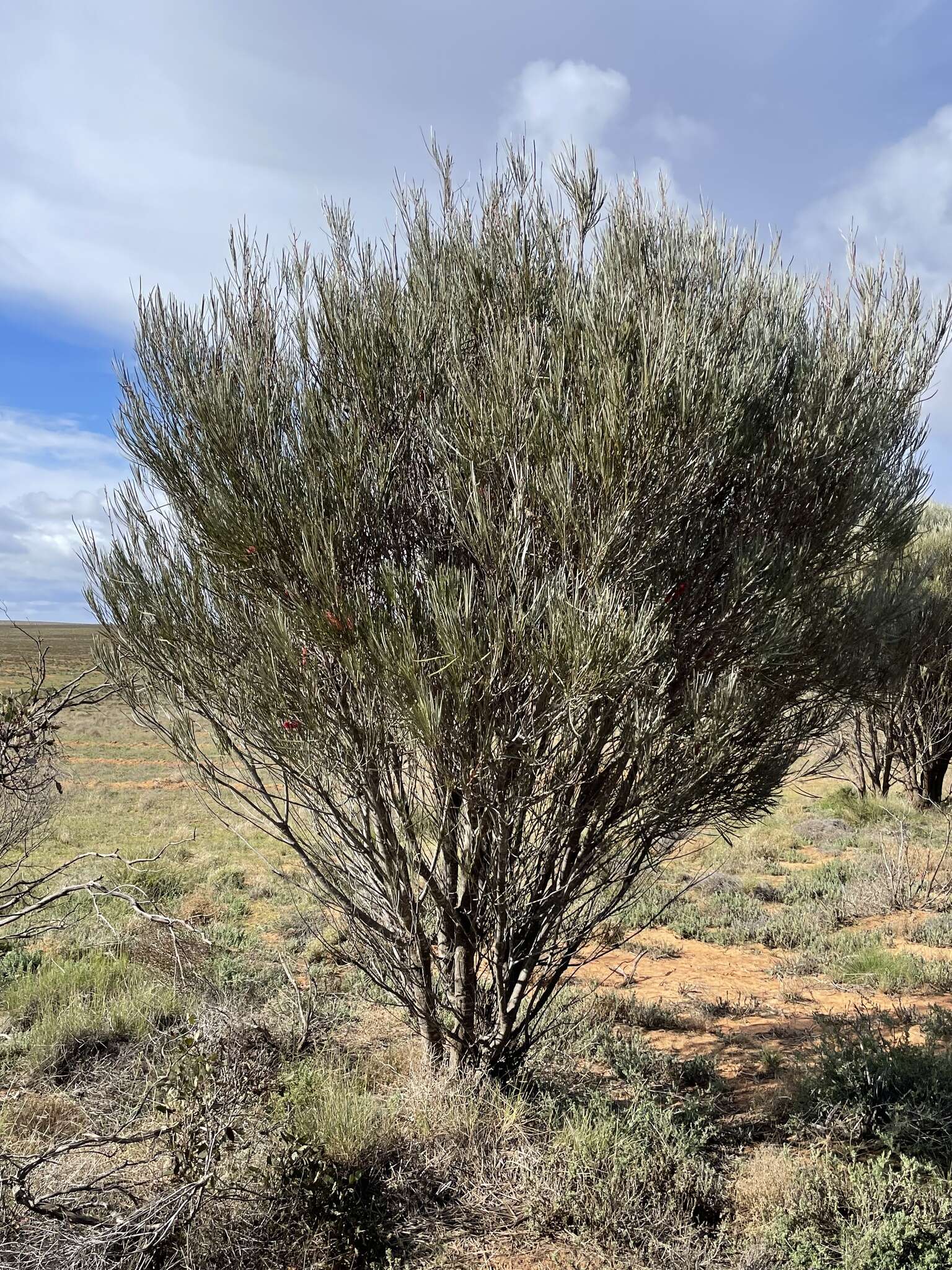 Image of Hakea francisiana F. Müll.