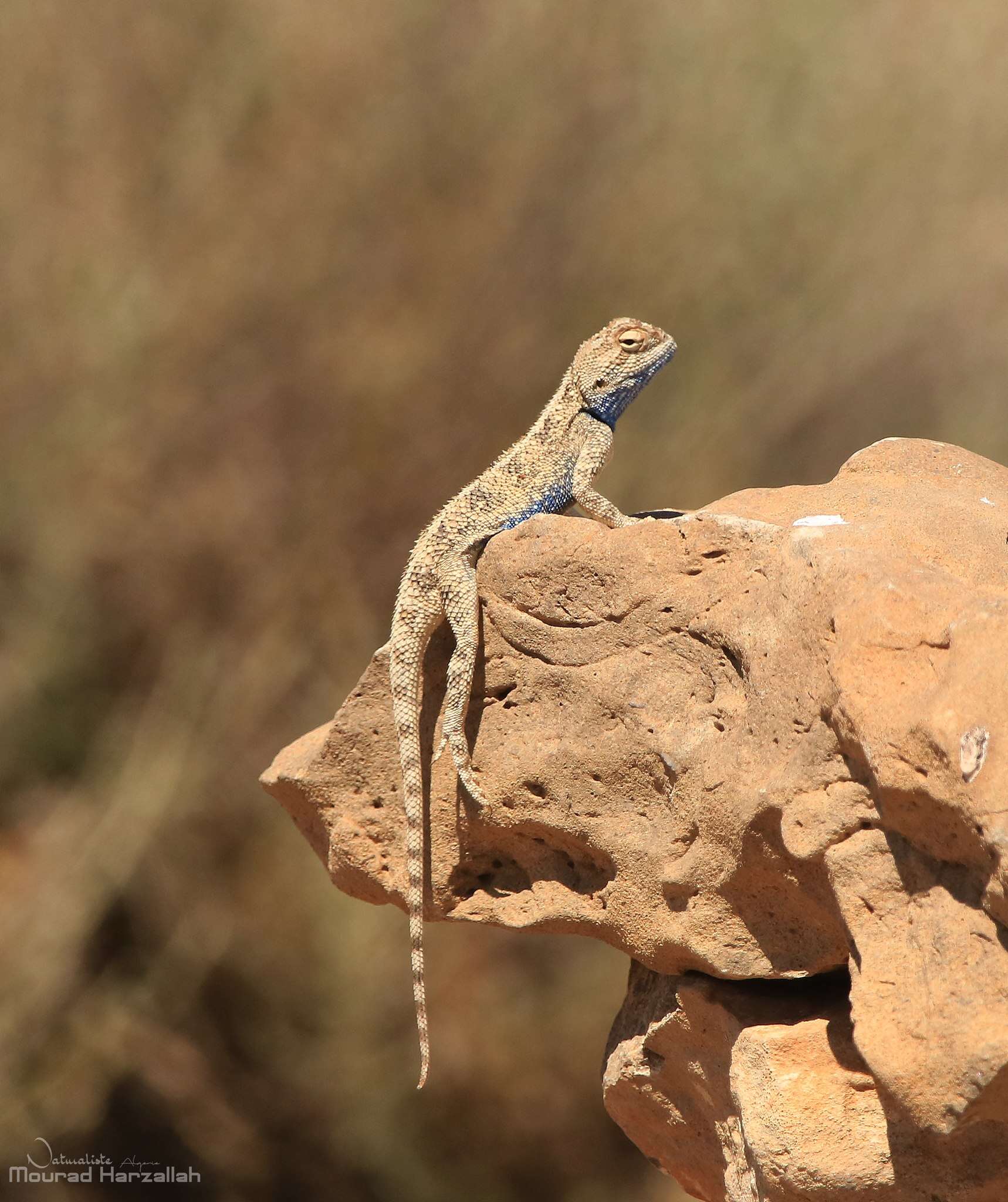 Image of Desert Agama