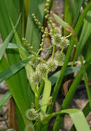 Image of Branched Bur-reed