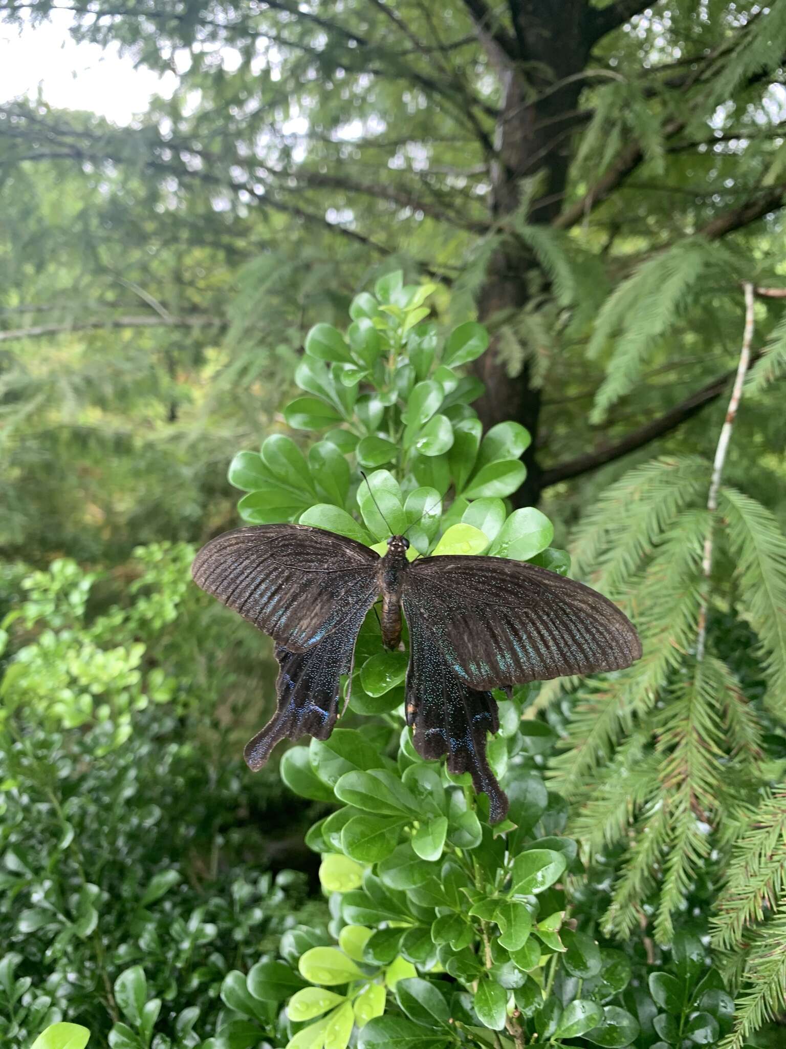 Image of <i>Papilio bianor thrasymedes</i>