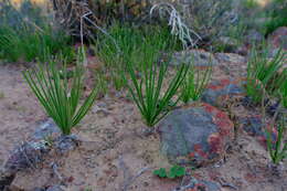 Imagem de Albuca viscosa L. fil.