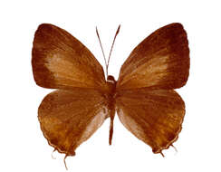 Image of Hypolycaena schroederi