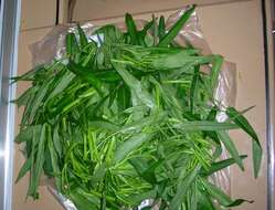 Image of kangkung