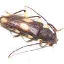 Image of Ash and Privet Borer