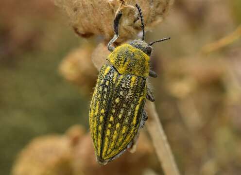 Image of Julodis ehrenbergii Laporte 1835