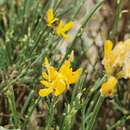 صورة Genista numidica subsp. numidica