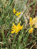 صورة Genista numidica subsp. numidica