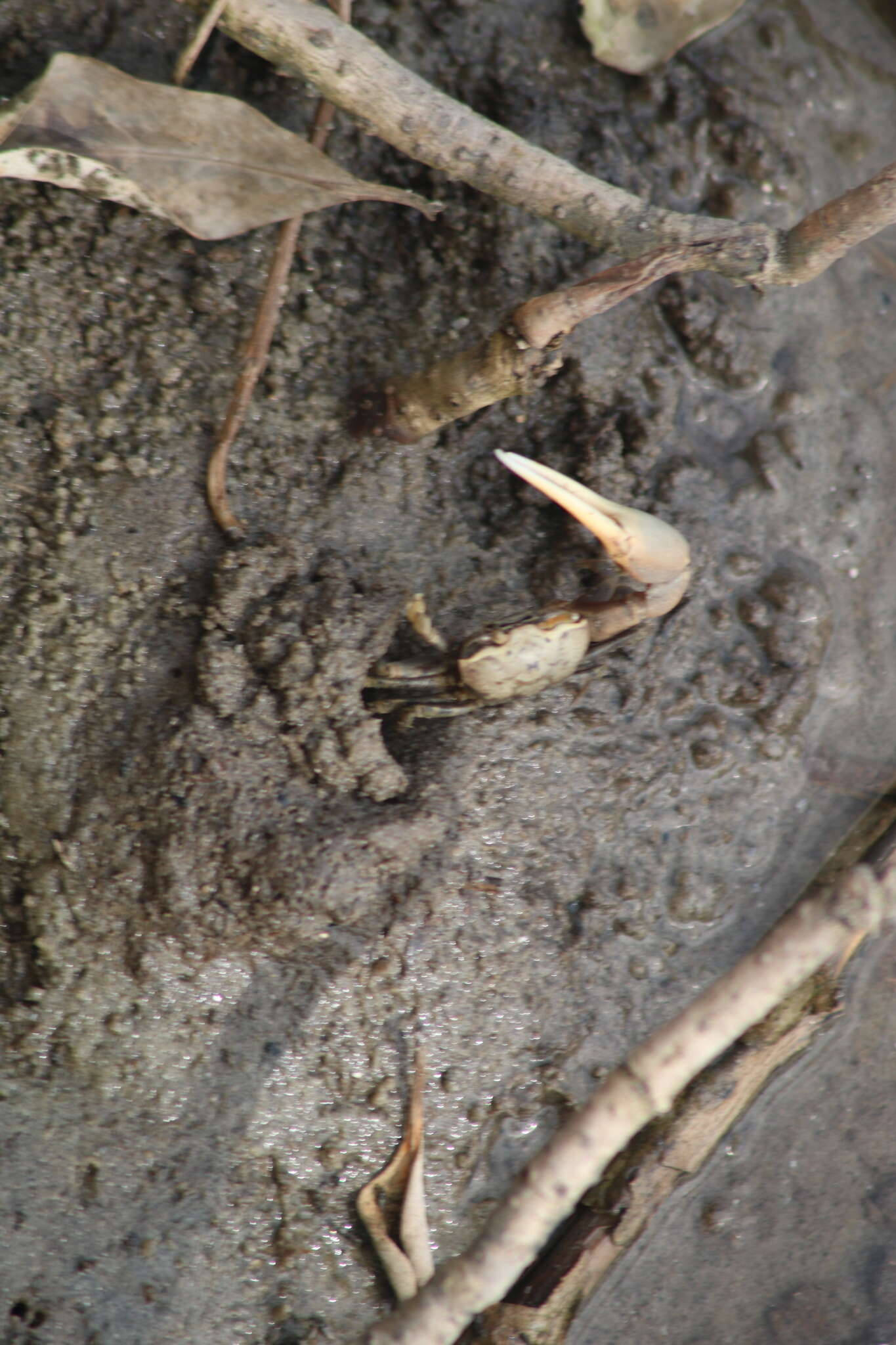 Image of Leptuca panacea (Novak & Salmon 1974)