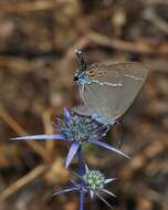 Imagem de Eryngium creticum Lam.