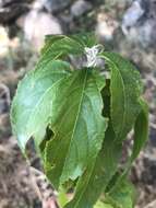 Imagem de Acalypha pubiflora (Klotzsch) Baill.