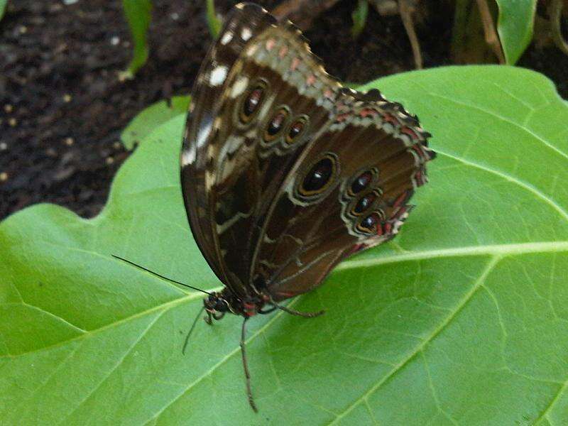 Image of Morpho peleides Kollar 1850