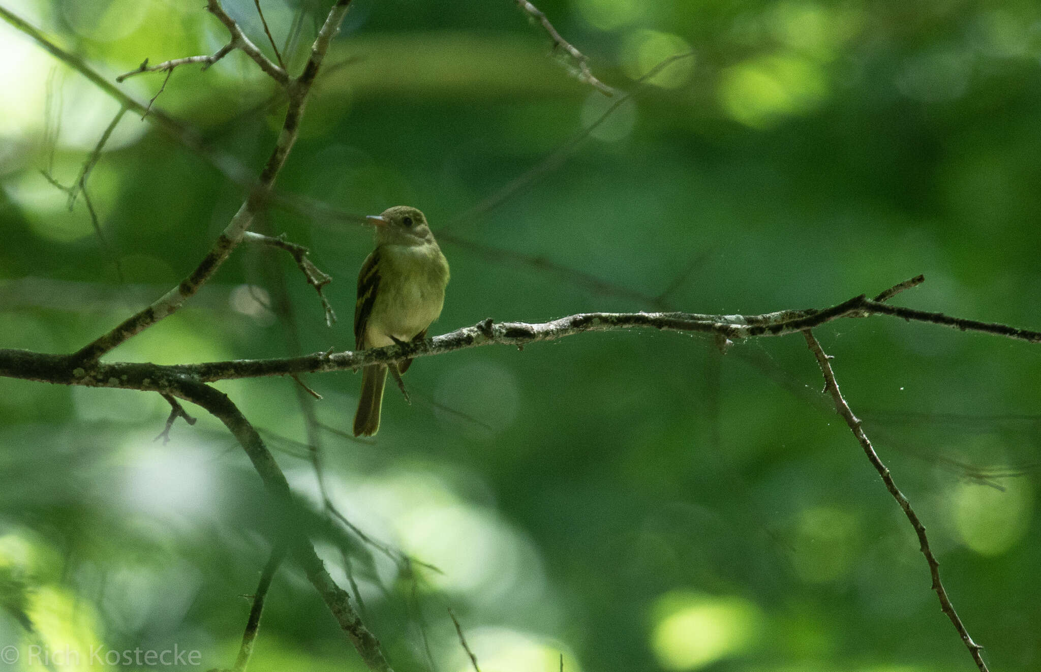 Imagem de Empidonax virescens (Vieillot 1818)