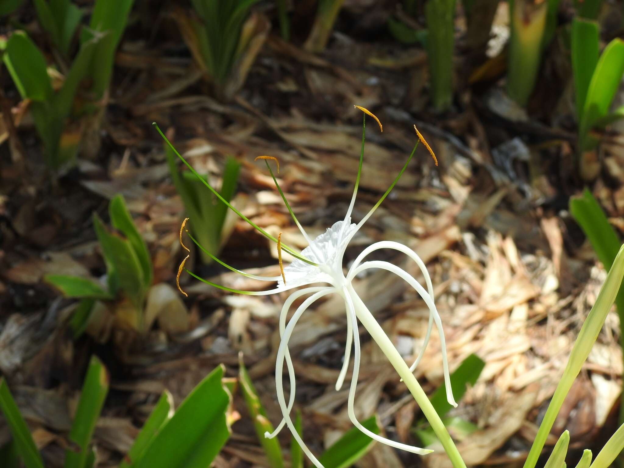 Image of beach spiderlily