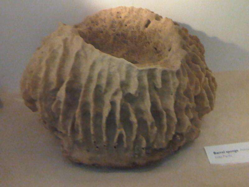 Image of Barrel sponge