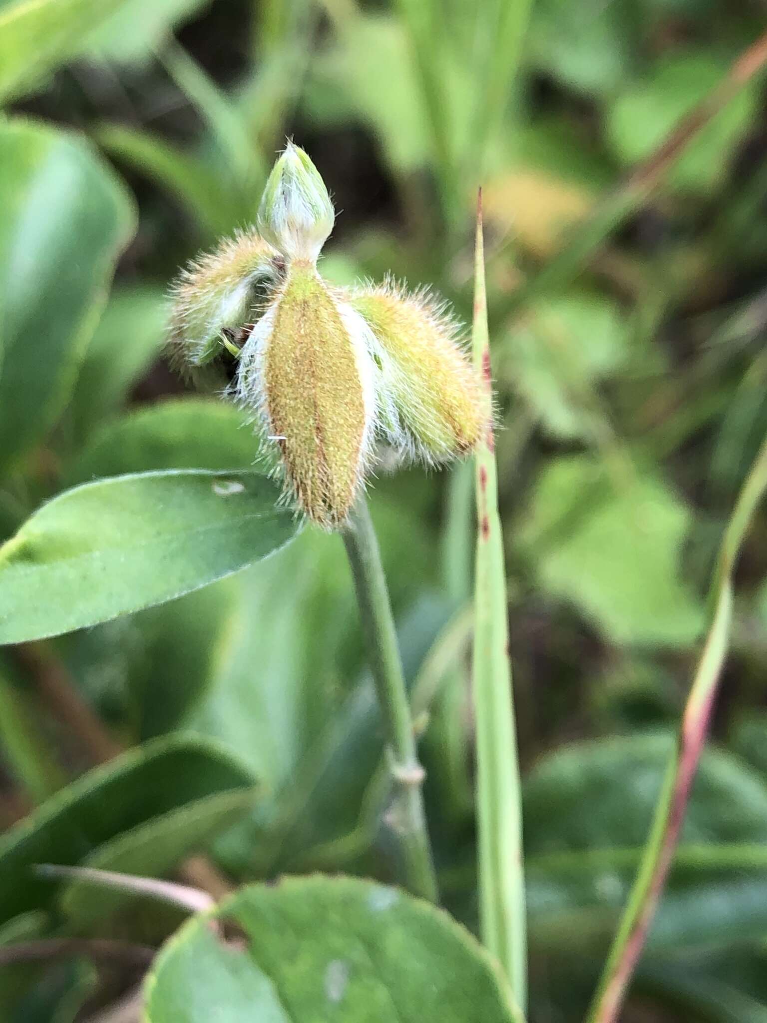 Image of Crotalaria sessiliflora L.