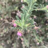 Image of Hermannia tomentosa (Turcz.) Schinz ex Engl.