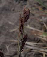 Imagem de Carex kelloggii var. kelloggii