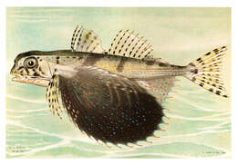 Image of Dactylopterus