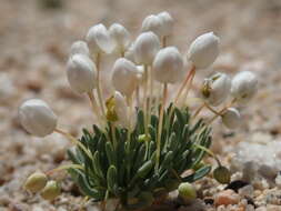 Image of White pygmy-poppy