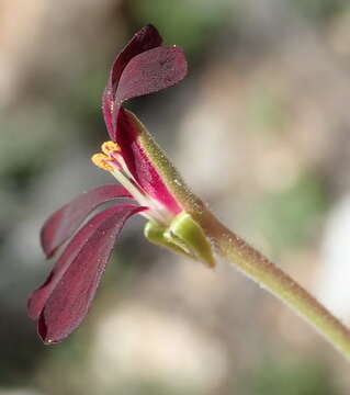 Imagem de Pelargonium sidoides DC.