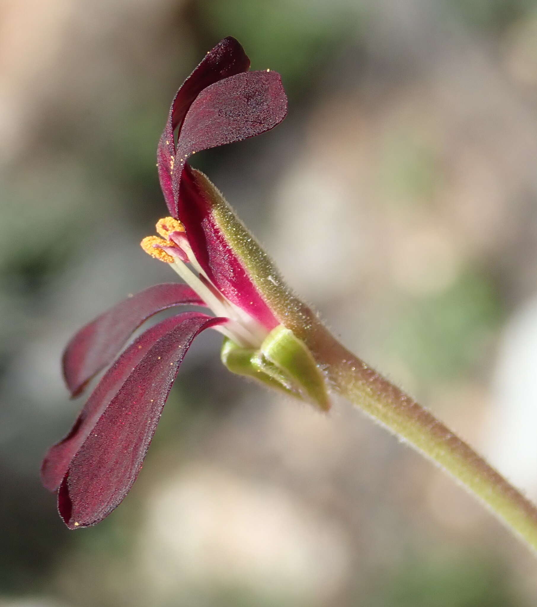 Image of Pelargonium sidoides DC.