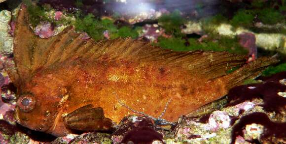 Image of Cockatoo fish