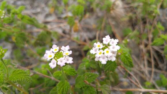 Image of velvet shrubverbena