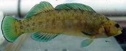 Image of Boulder Darter