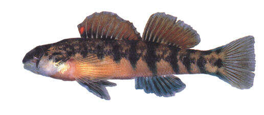 Image of Cherokee Darter