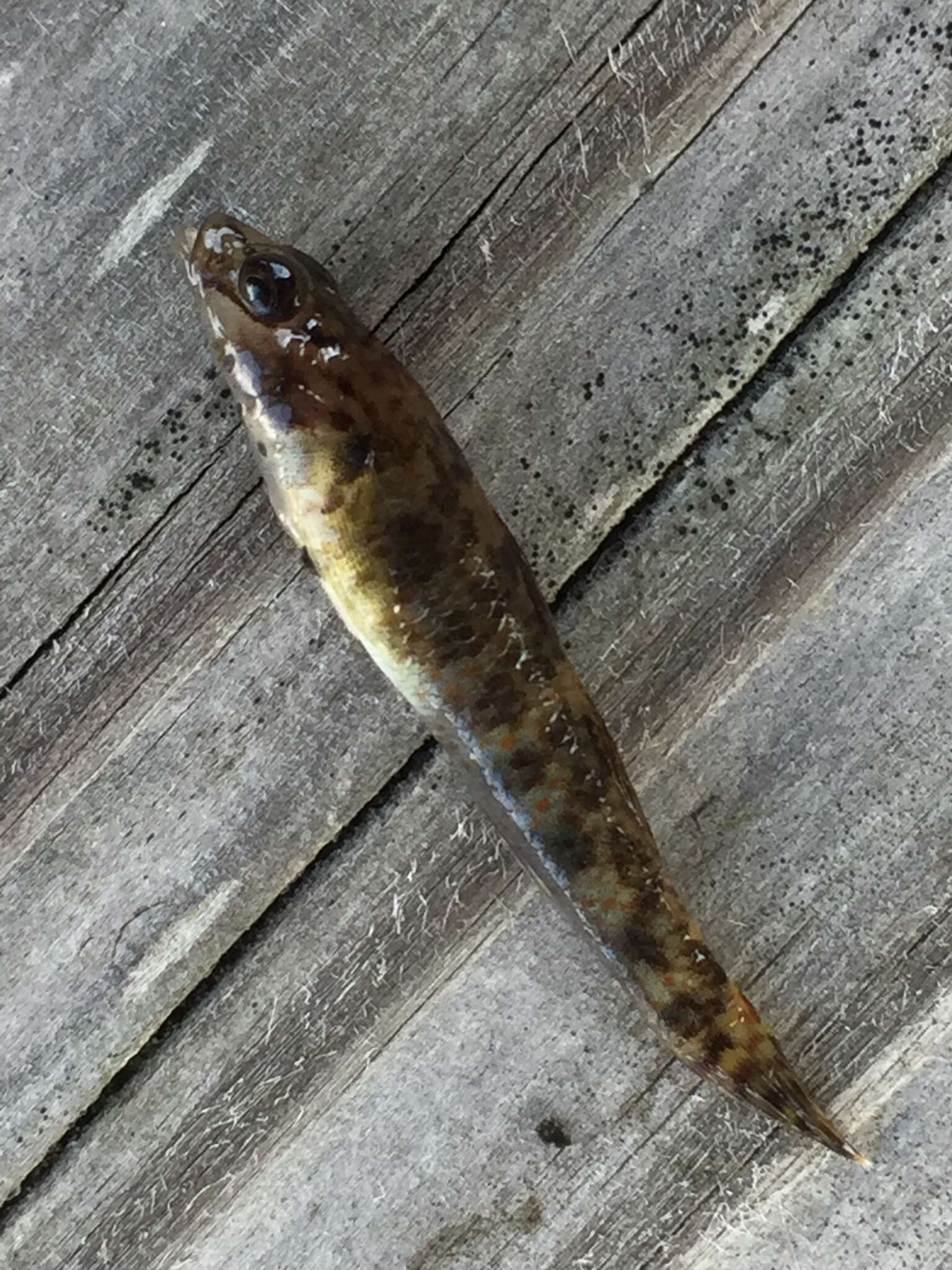 Image of <i>Rhinogobius kurodai</i>