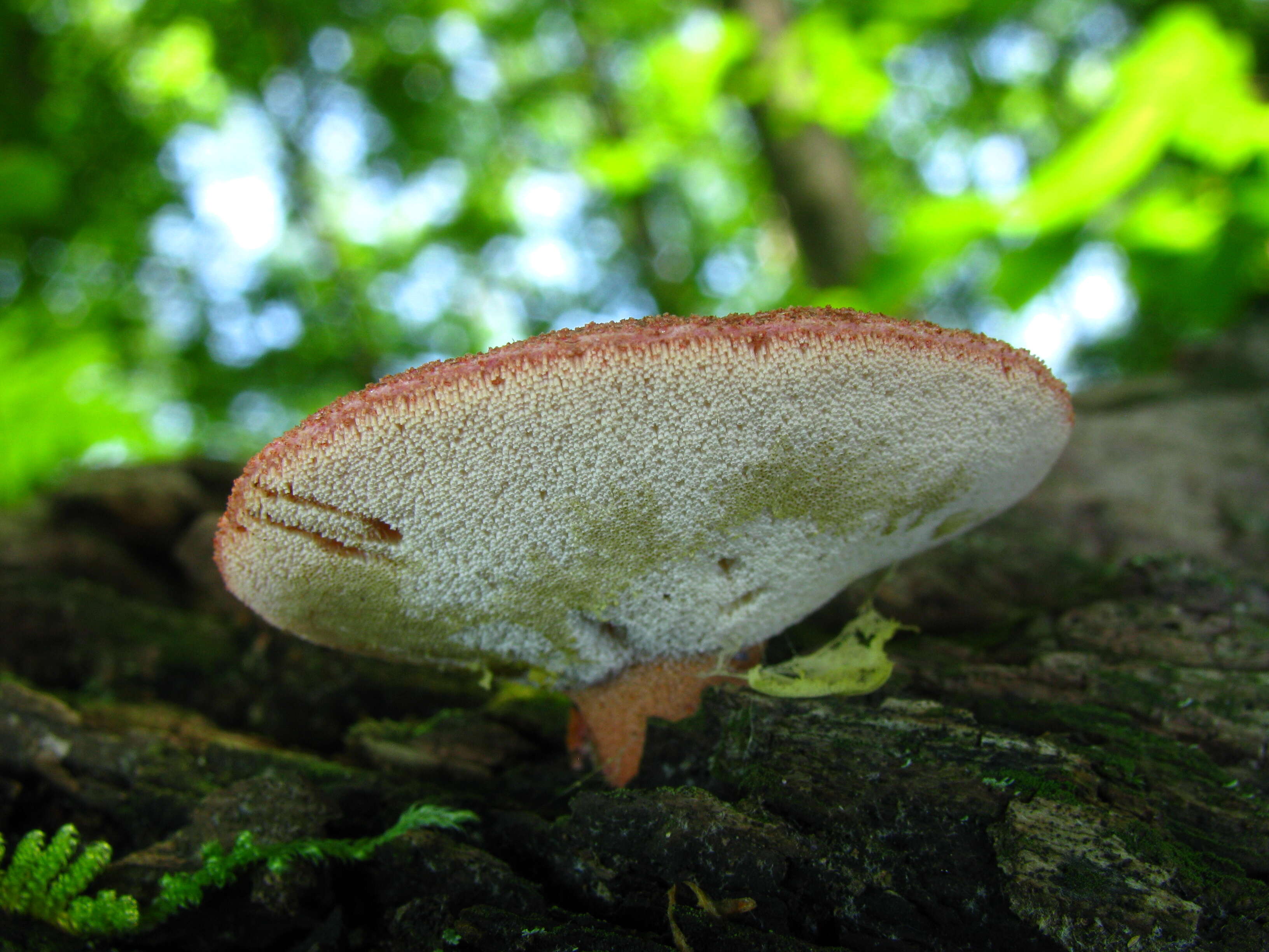 Image of Fistulinaceae