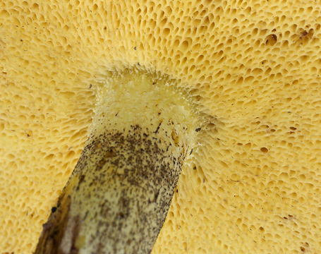 Image of <i>Suillus granulatus</i> (L.) Roussel 1796