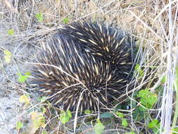 Image of Short-beaked Echidnas