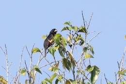 Image of Chestnut-bellied Seed Finch