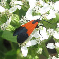 Image of Black-and-yellow Lichen Moth