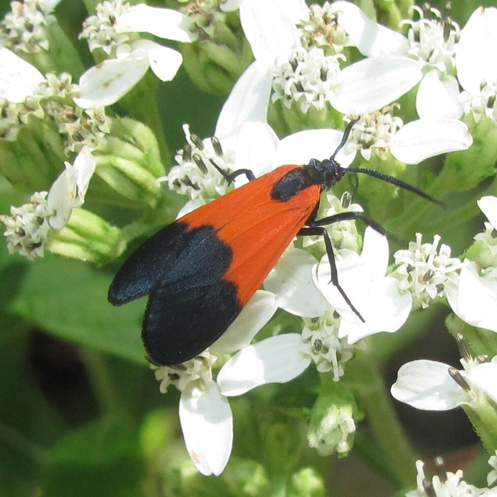 Image of Black-and-yellow Lichen Moth