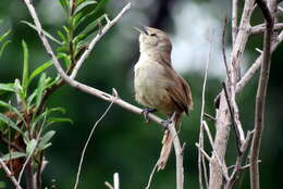 Image of Little Thornbird