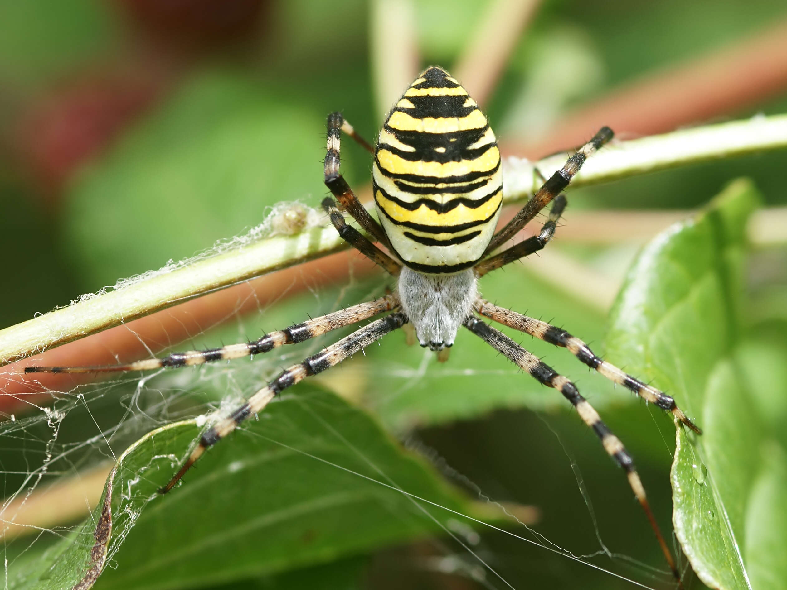 Image of Barbary Spider