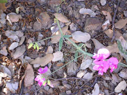 Lathyrus latifolius L. resmi