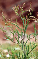 Image of Grass-leaved orache