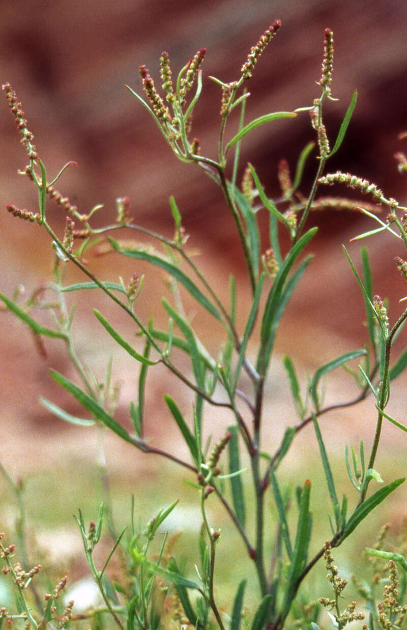 Image of Grass-leaved orache