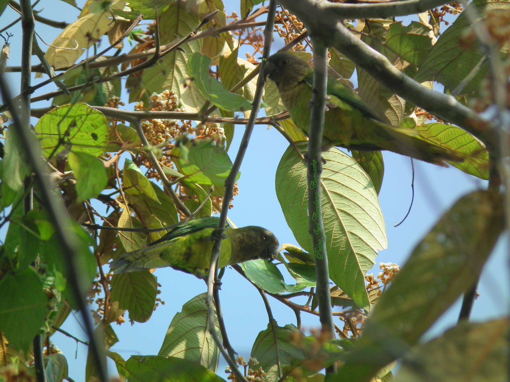 Image of Eupsittula pertinax aeruginosa (Linnaeus 1758)