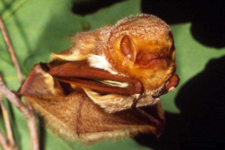 Image of Eastern Red Bat